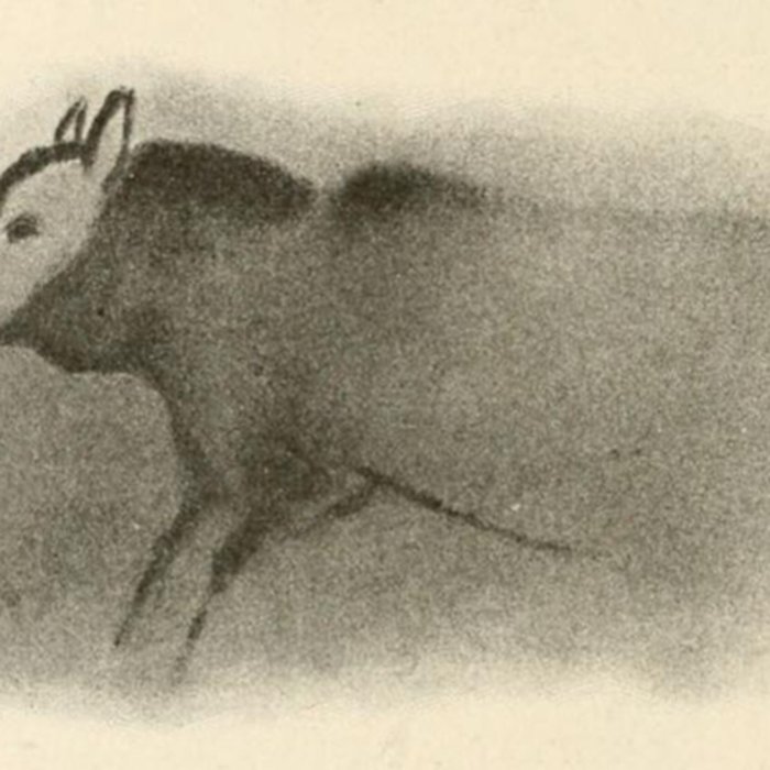 Photo de Grotte de Font-de-Gaume aux Eyzies-de-Tayac-Sireuil