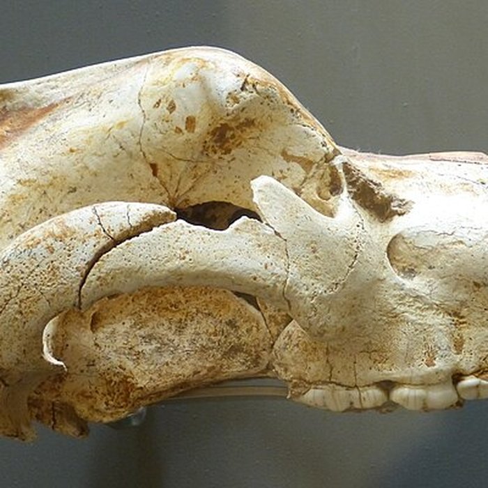 Photo de Grotte de Font-de-Gaume aux Eyzies-de-Tayac-Sireuil