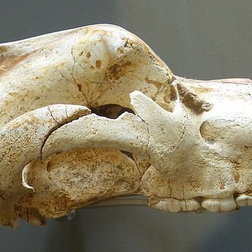 Grotte de Font-de-Gaume aux Eyzies-de-Tayac-Sireuil