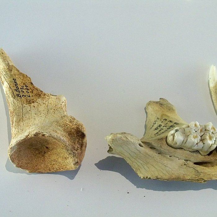 Photo de Grotte de la Baume Bonne à Quinson