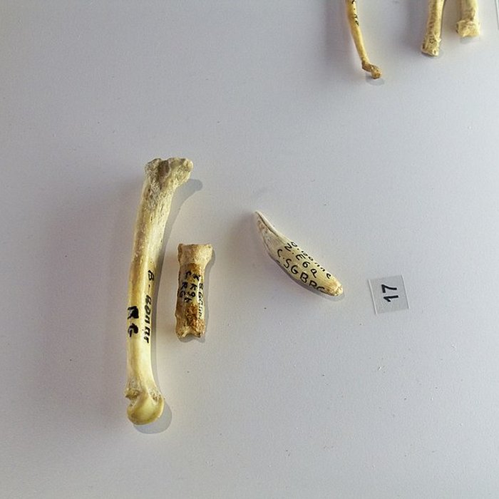 Photo de Grotte de la Baume Bonne à Quinson