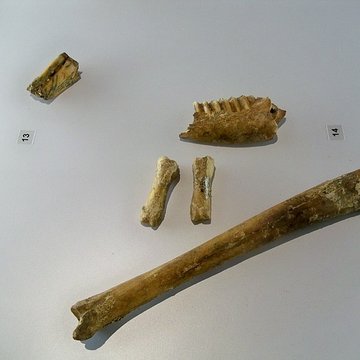 Grotte de la Baume Bonne à Quinson