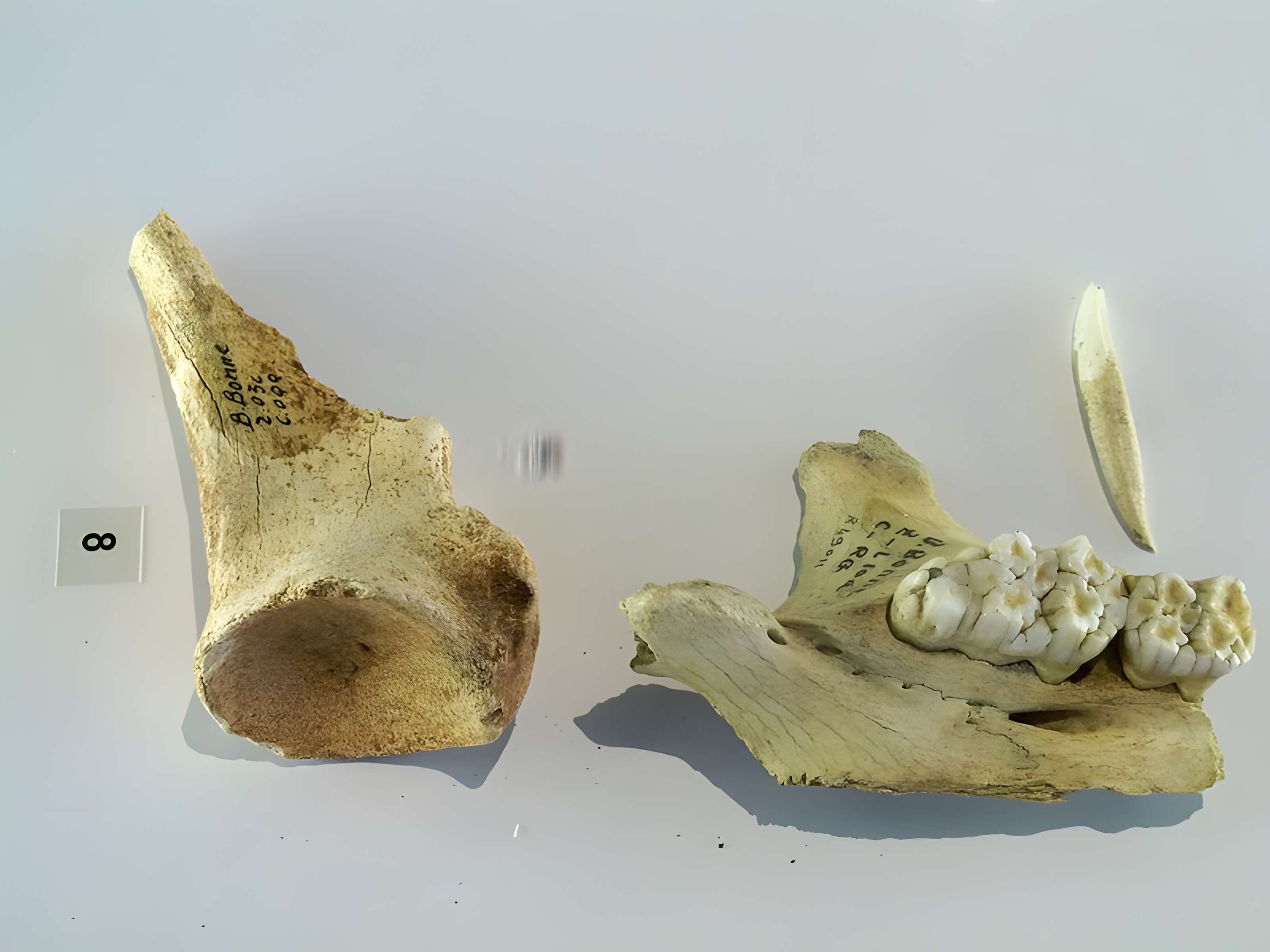 Grotte de la Baume Bonne à Quinson