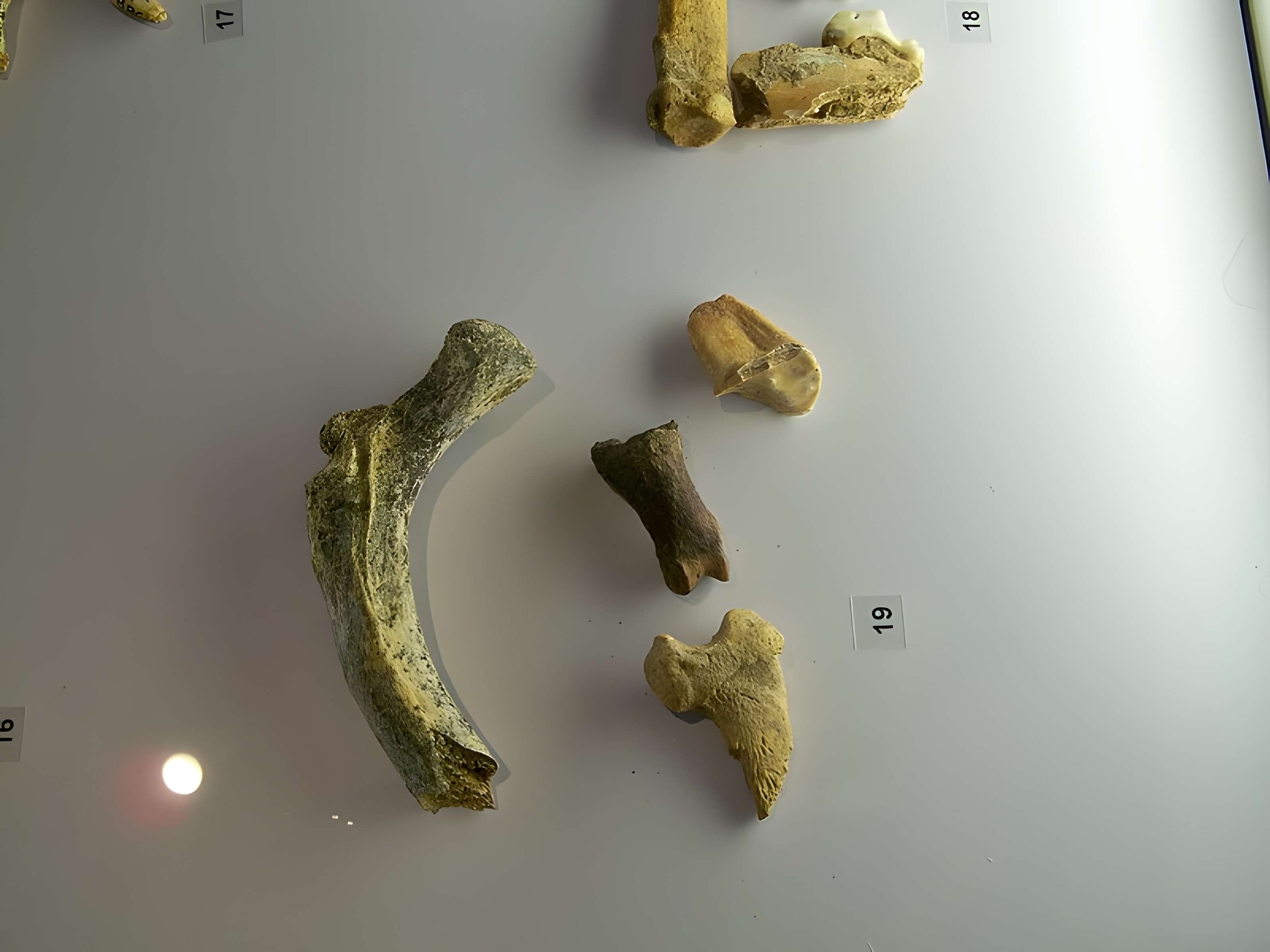 Grotte de la Baume Bonne à Quinson