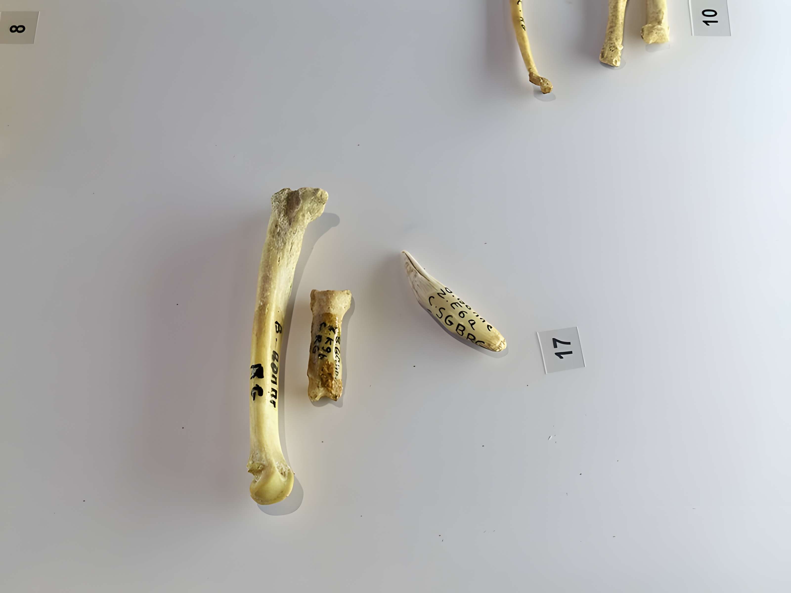 Grotte de la Baume Bonne à Quinson