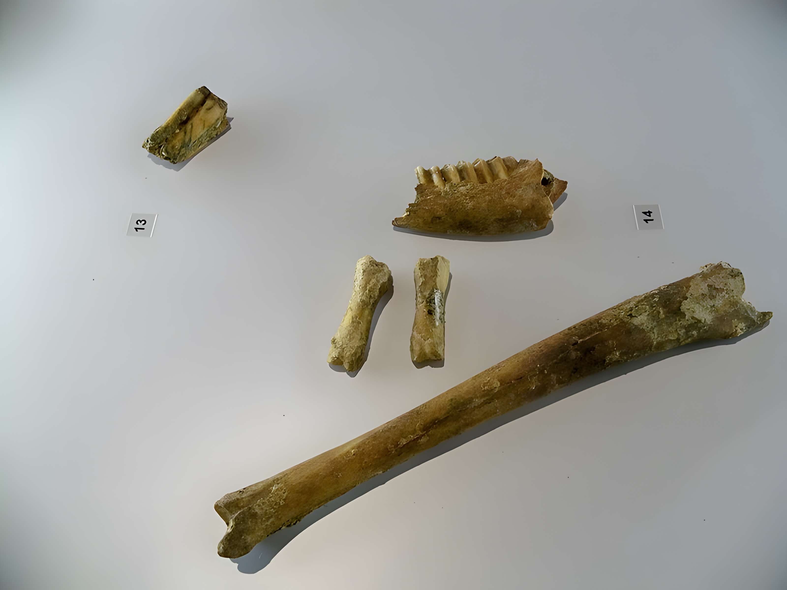 Grotte de la Baume Bonne à Quinson