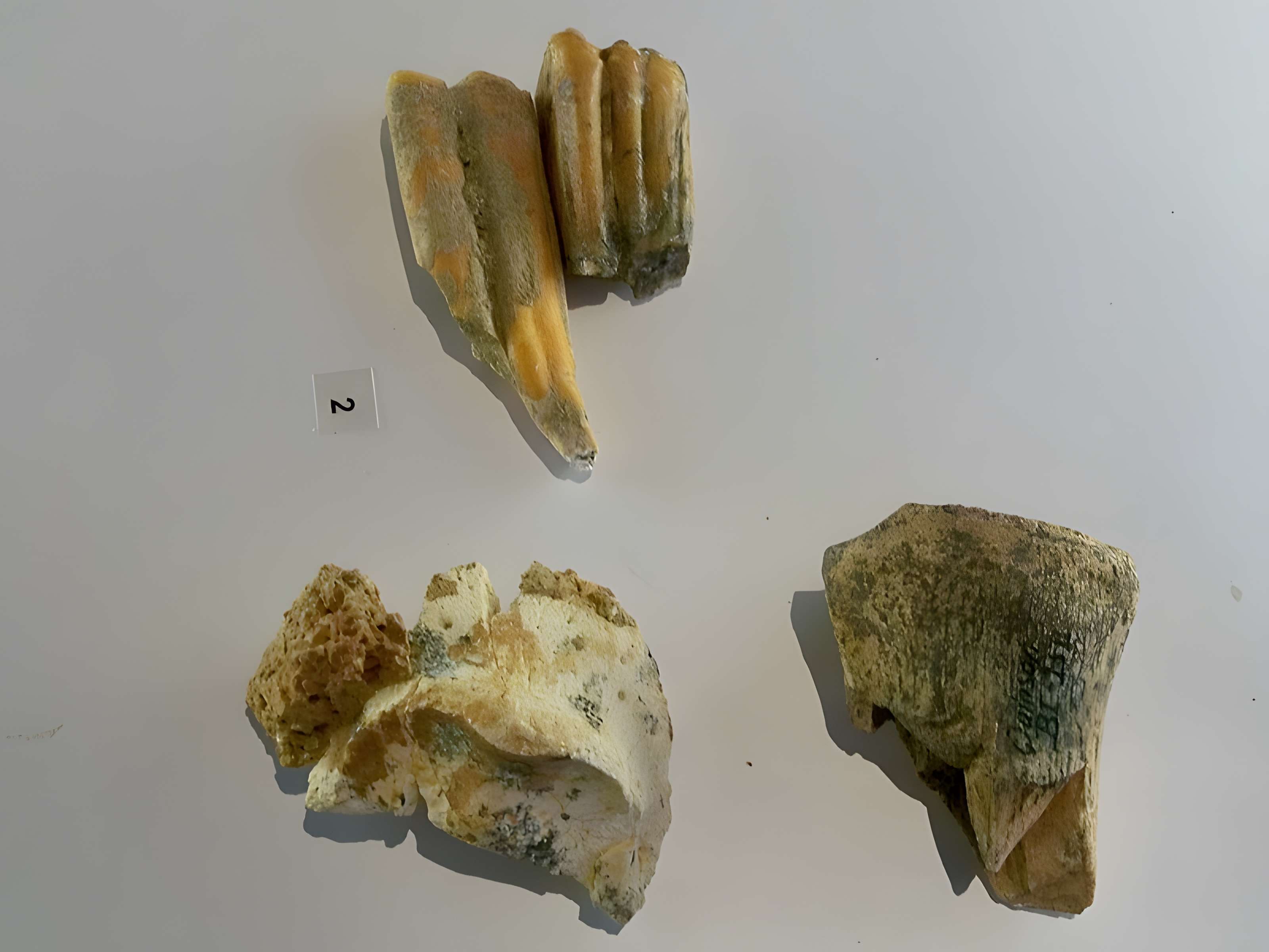 Grotte de la Baume Bonne à Quinson