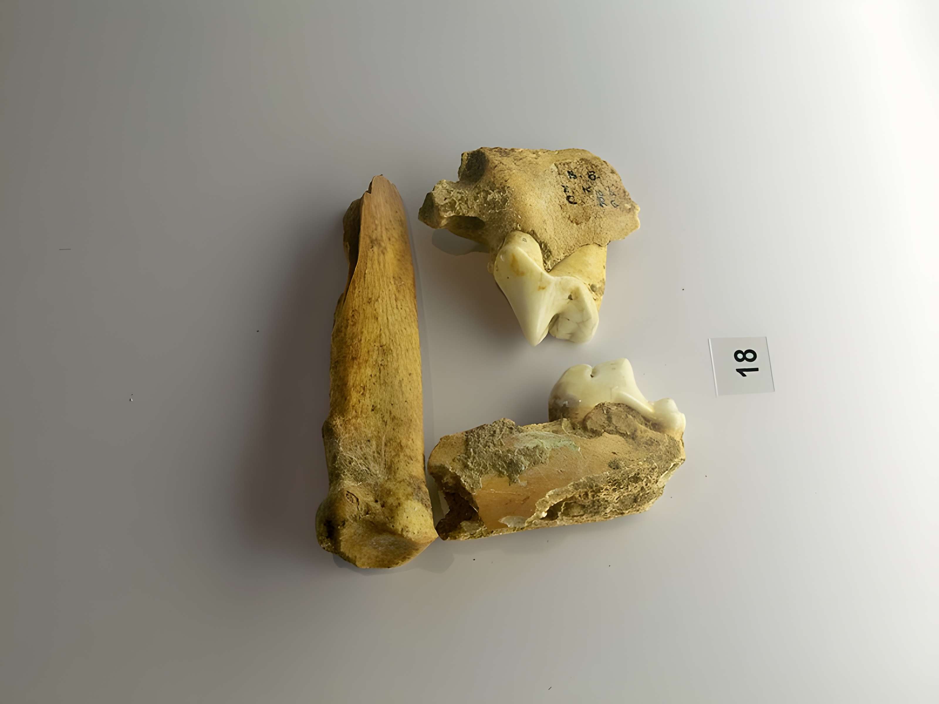 Grotte de la Baume Bonne à Quinson