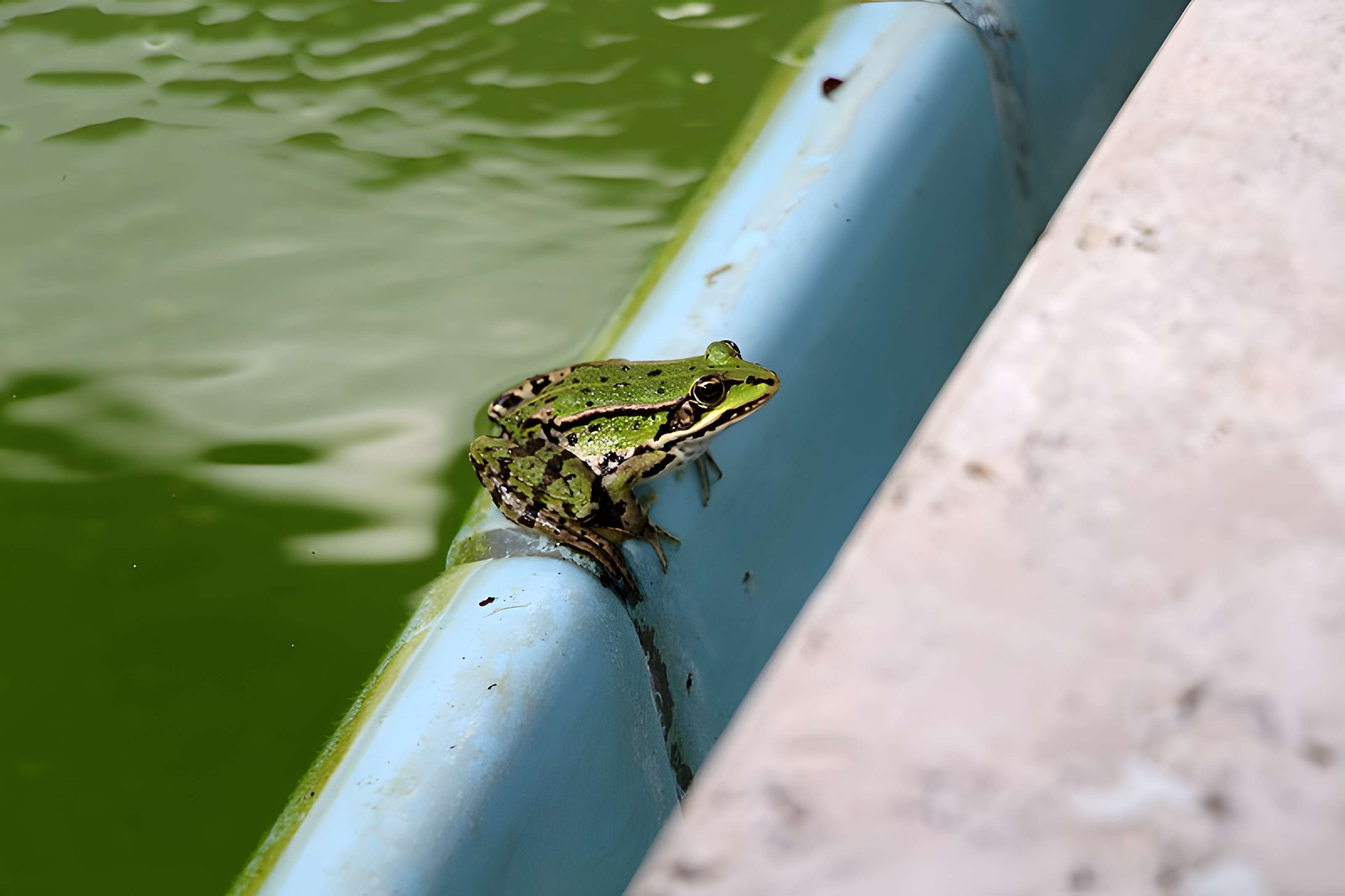 Maison Louis Carré à Bazoches-sur-Guyonne