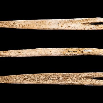 Grottes dIsturitz et dOxocelhaya à Saint-Martin-dArberoue