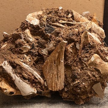 Grottes dIsturitz et dOxocelhaya à Saint-Martin-dArberoue