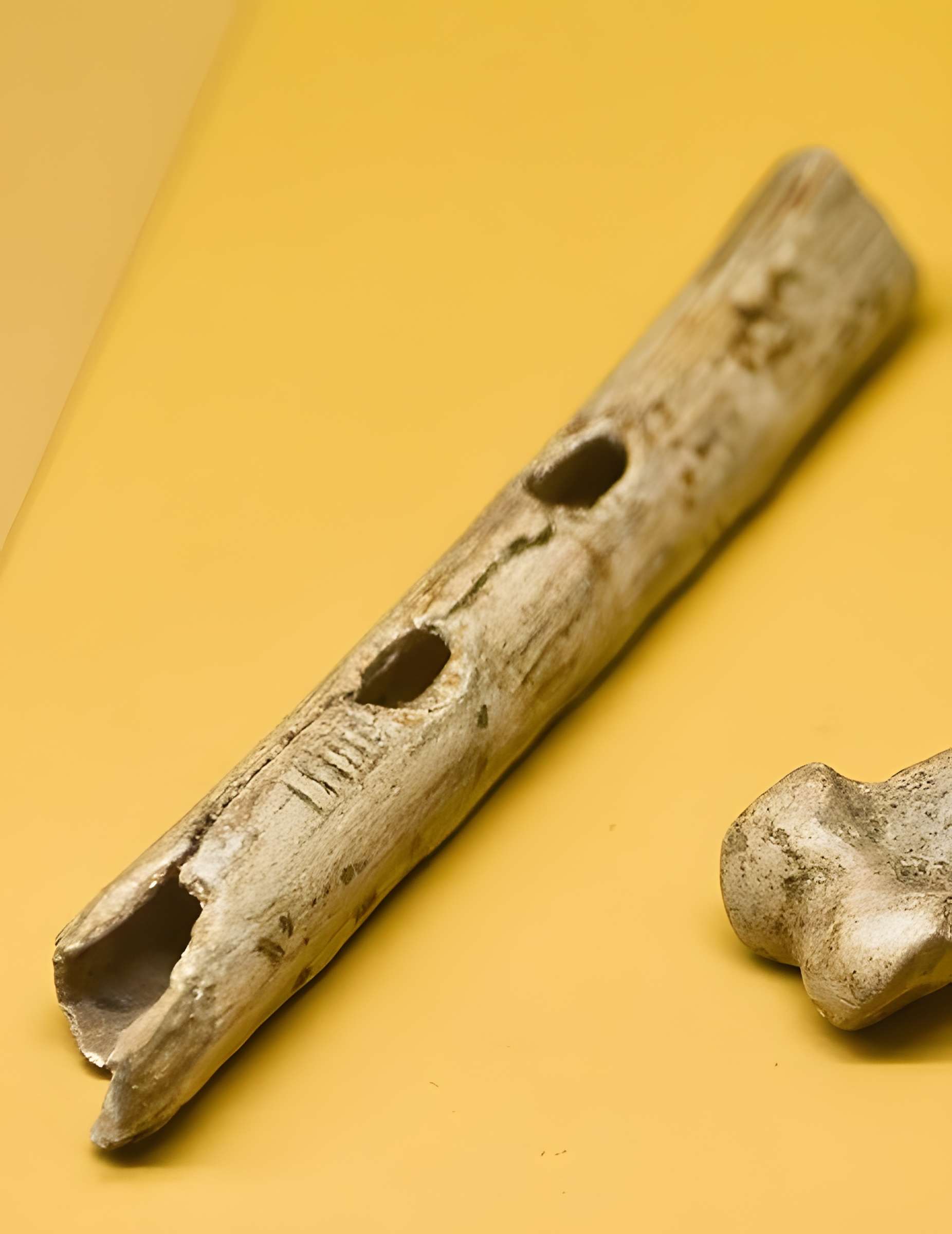 Grottes d'Isturitz et d'Oxocelhaya à Saint-Martin-d'Arberoue