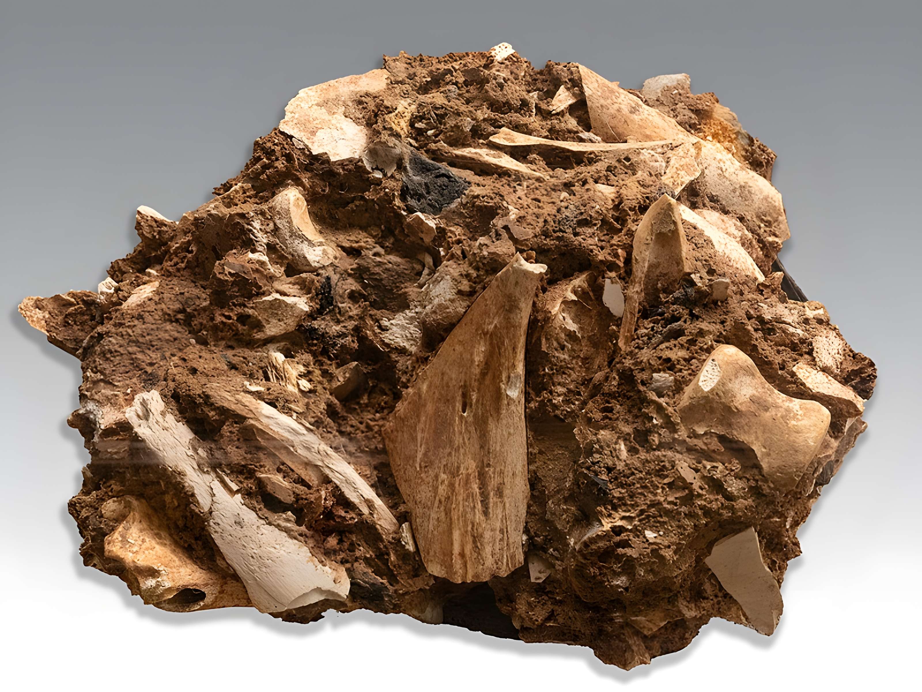 Grottes d'Isturitz et d'Oxocelhaya à Saint-Martin-d'Arberoue