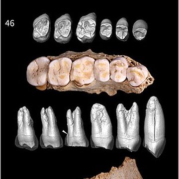 Grottes préhistoriques dArcy-sur-Cure