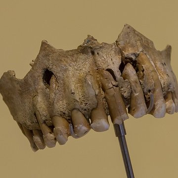 Grottes préhistoriques dArcy-sur-Cure