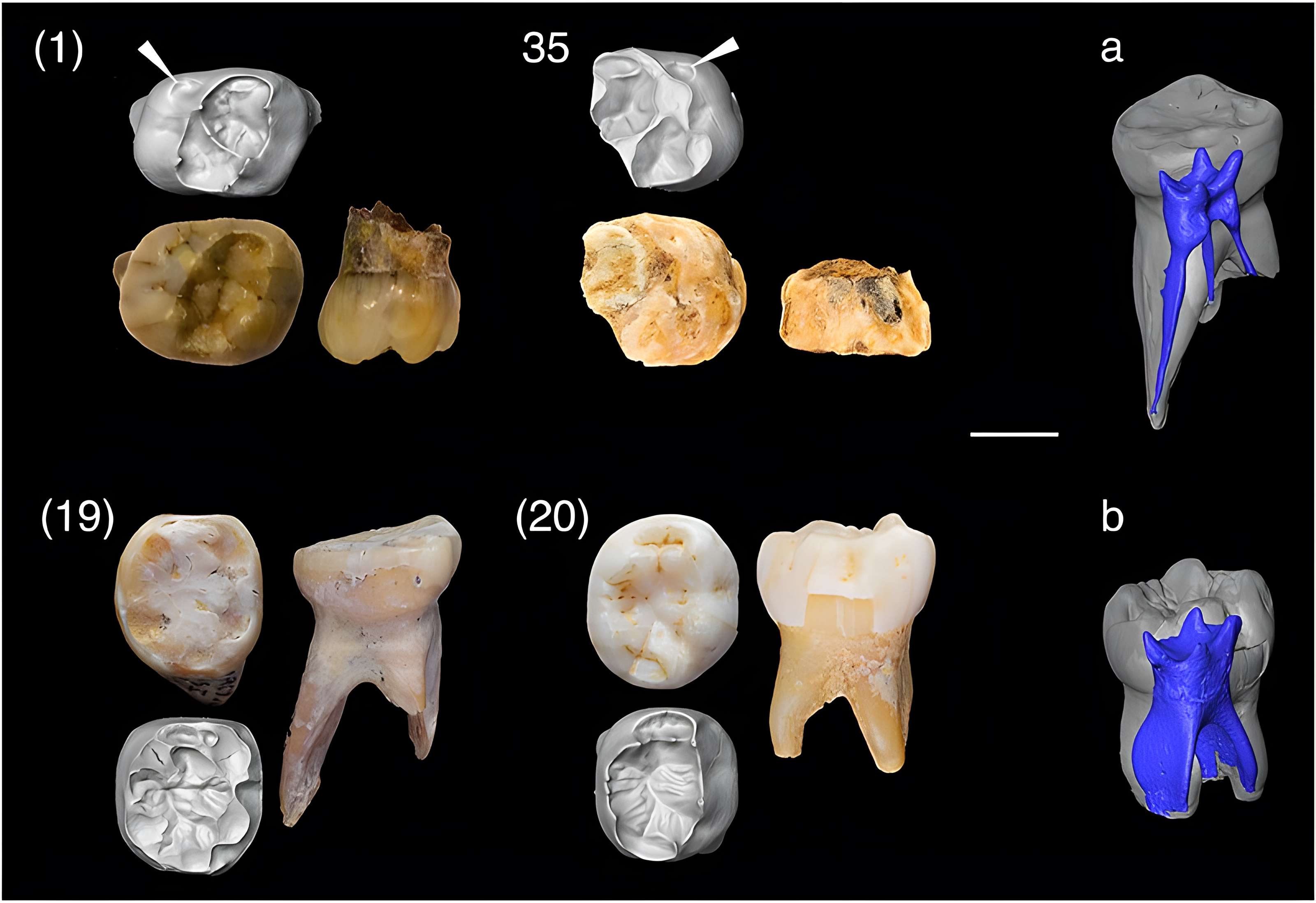 Grottes préhistoriques d'Arcy-sur-Cure