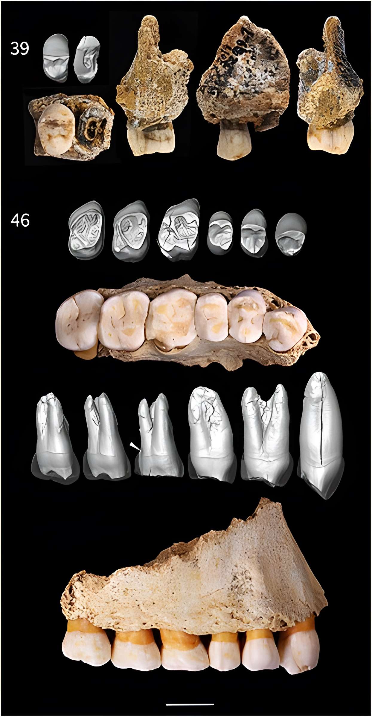 Grottes préhistoriques d'Arcy-sur-Cure