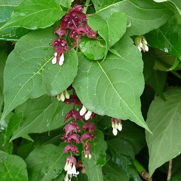 Malouinière de la Ville Bague