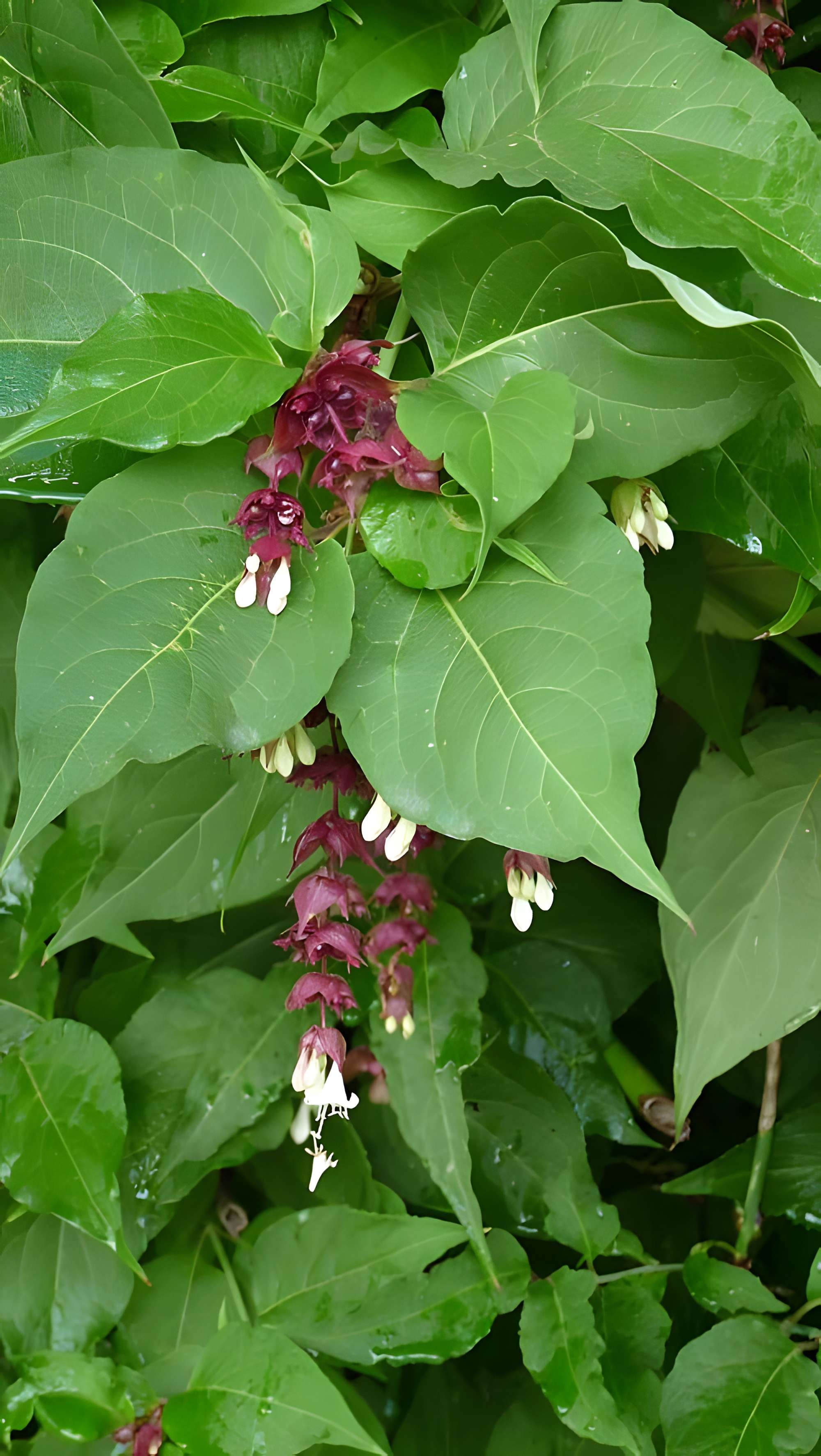 Malouinière de la Ville Bague