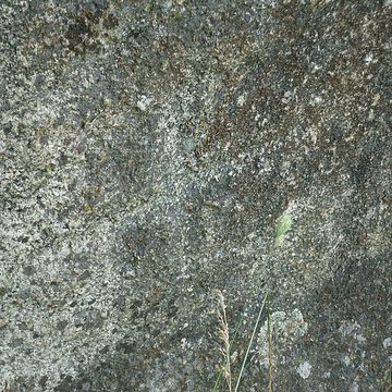 Menhir dArnac à Cieux