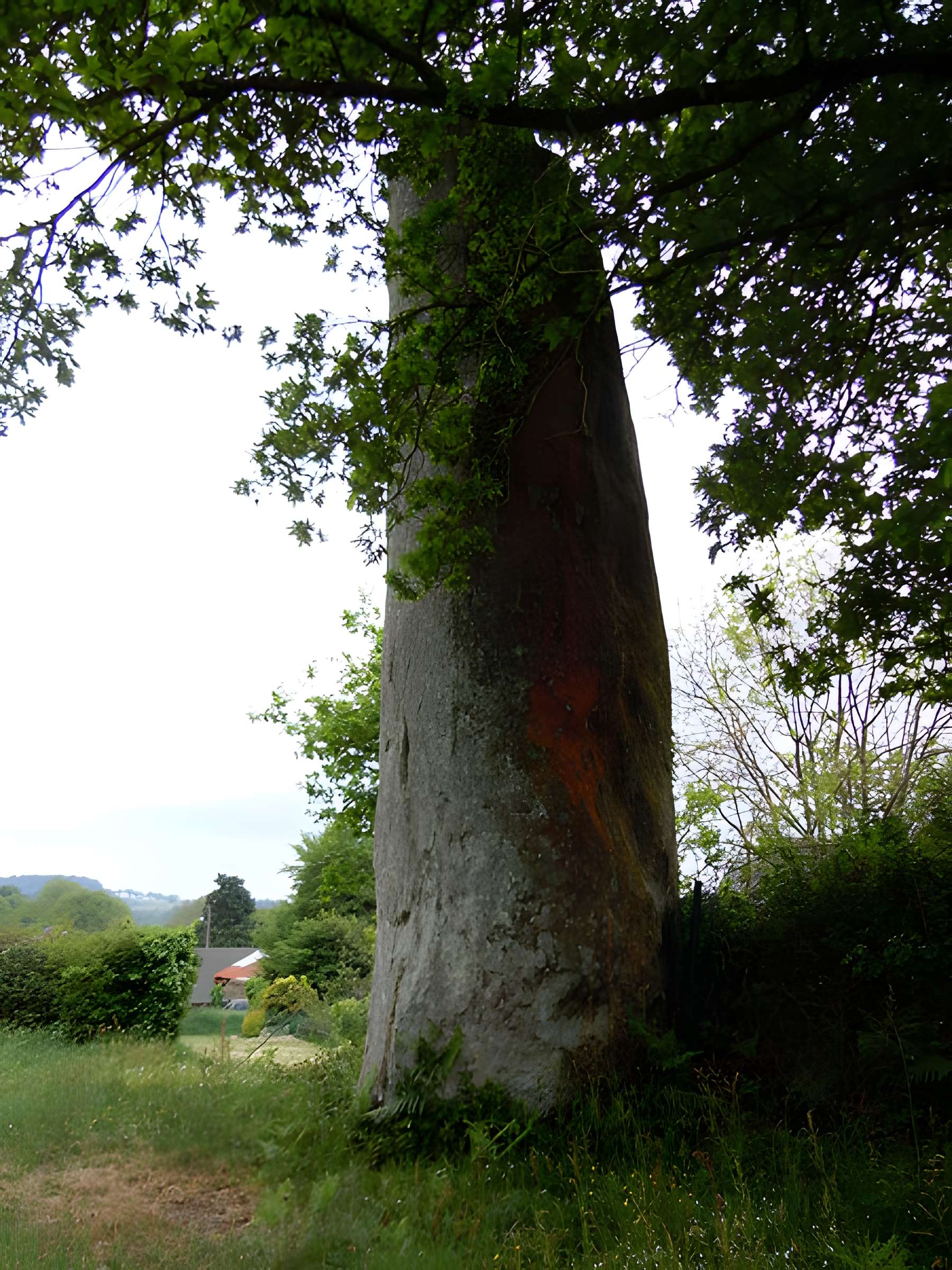 Menhir de Glomel
