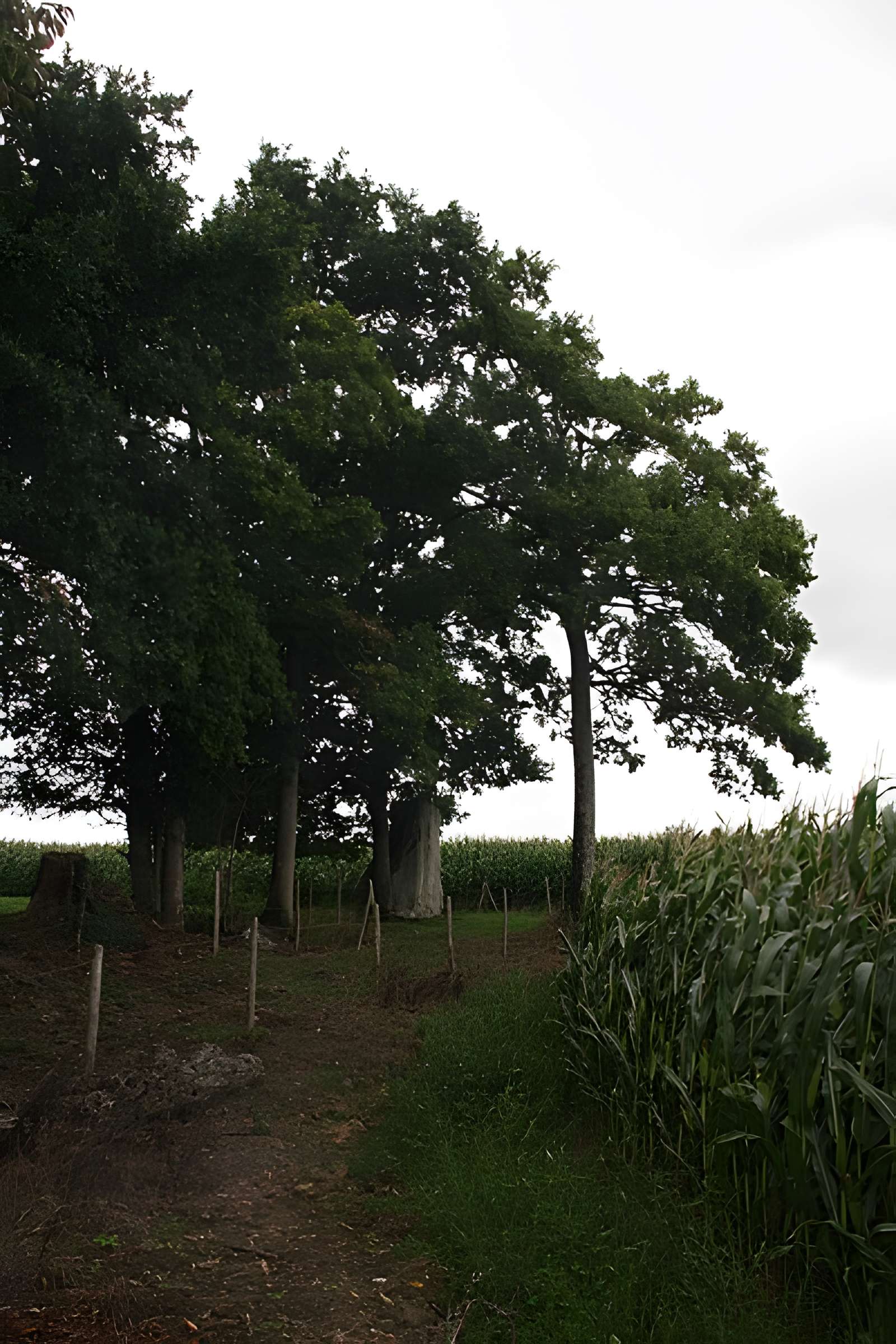 Menhir de la Roche Piquée de Livré-sur-Changeon