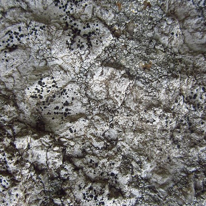 Photo de Menhir de Lann al Louarn à Plouguin