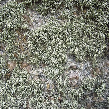 Menhir de Lann al Louarn à Plouguin