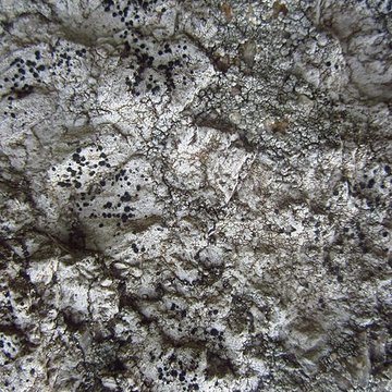 Menhir de Lann al Louarn à Plouguin