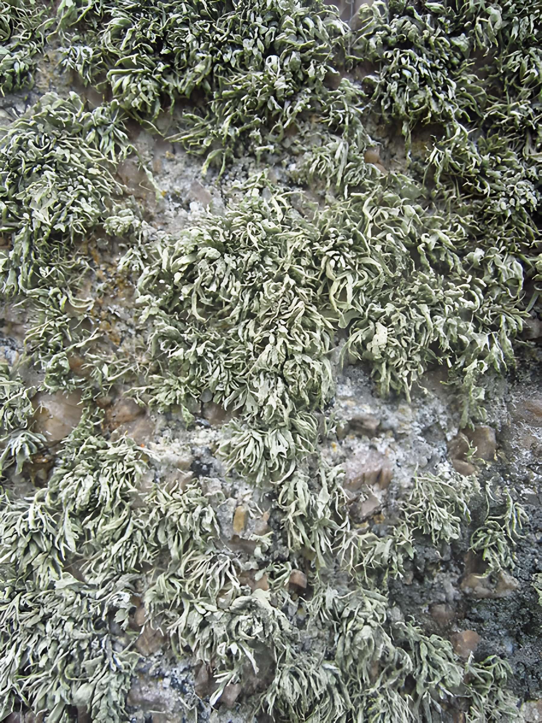Menhir de Lann al Louarn à Plouguin