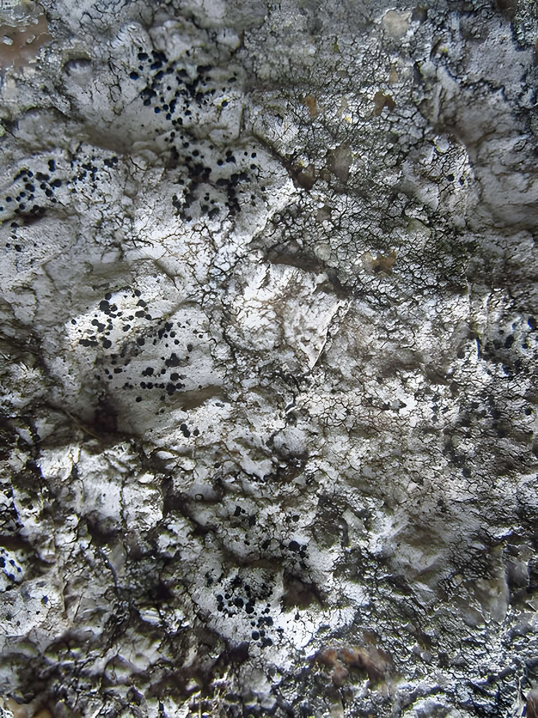 Menhir de Lann al Louarn à Plouguin