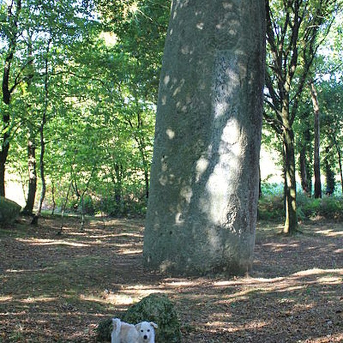 Photo de Menhir de Men-Bras-de-Kermar-Ker à Moustoir-Ac