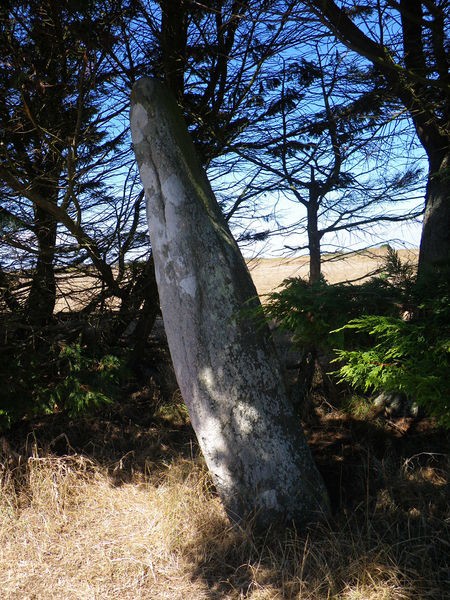 Photo de Menhir de Parc-er-Menhir à Houat