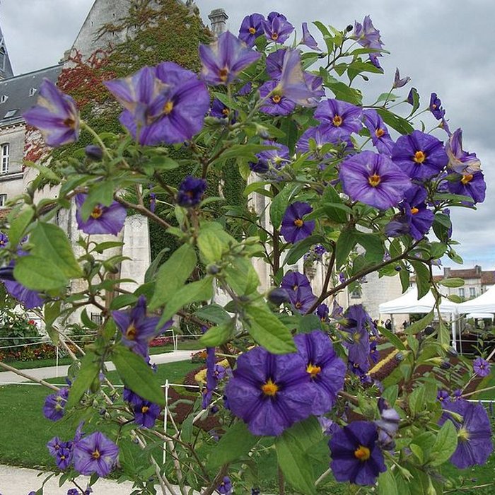 Photo de Hôtel de ville dAngoulême