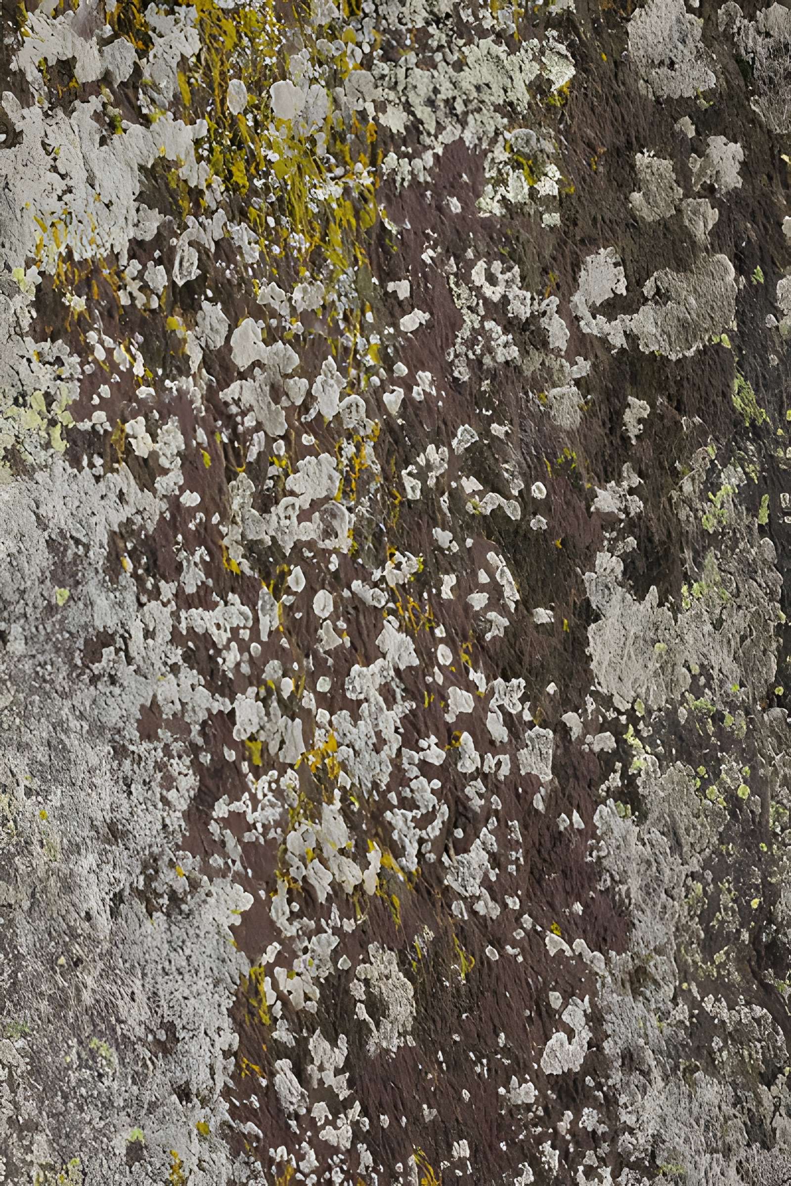 Menhir du Champ de la Pierre et menhir du Champ Horel