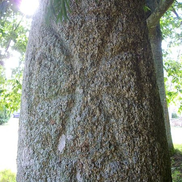 Photo de Menhir du Moustoir de Saint-Jean-Brévelay