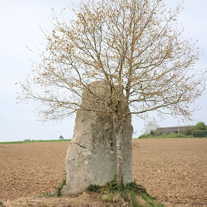Photo de Menhirs de Kernars à Saint-Barthélemy