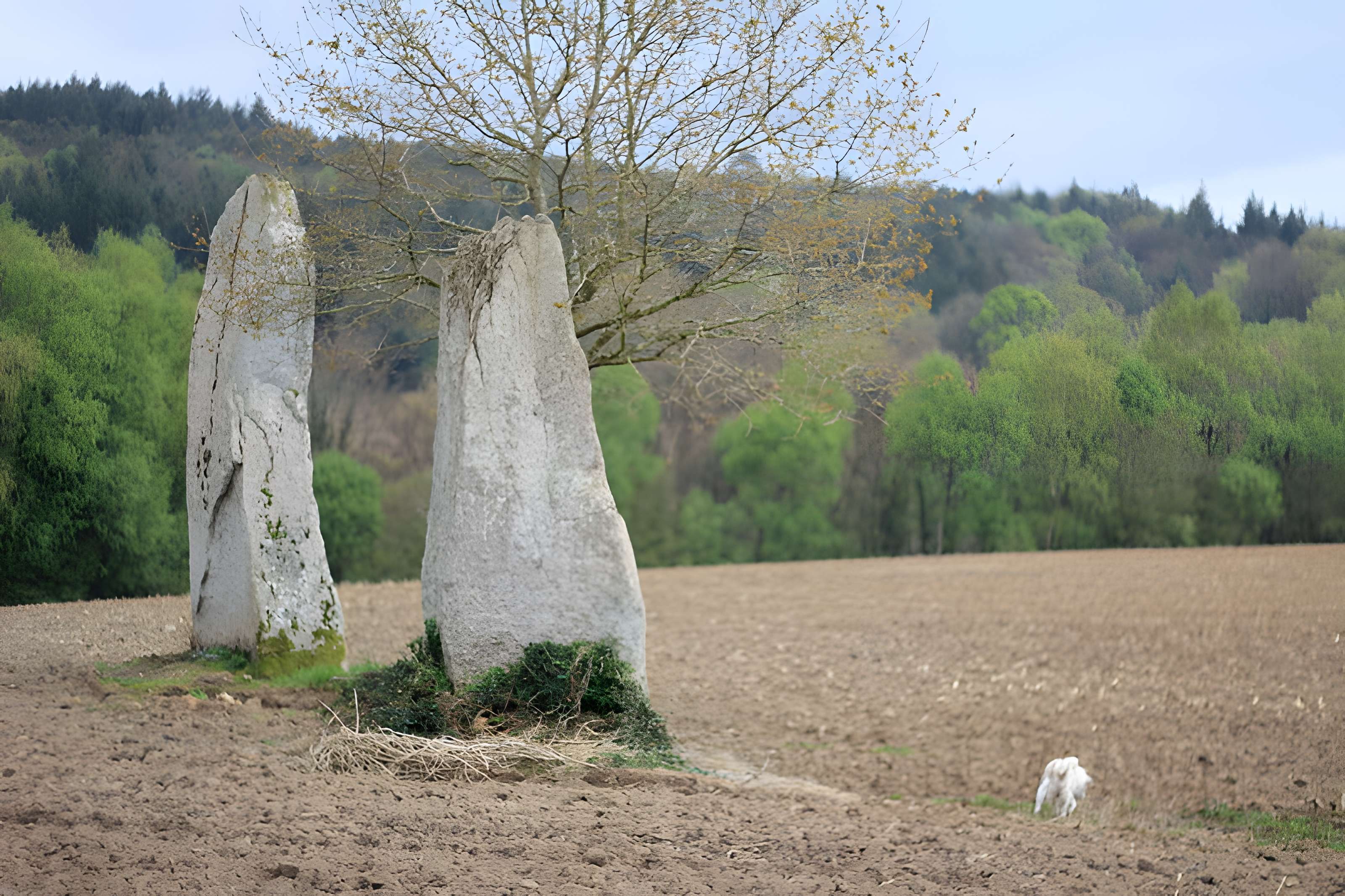 Menhirs de Kernars à Saint-Barthélemy