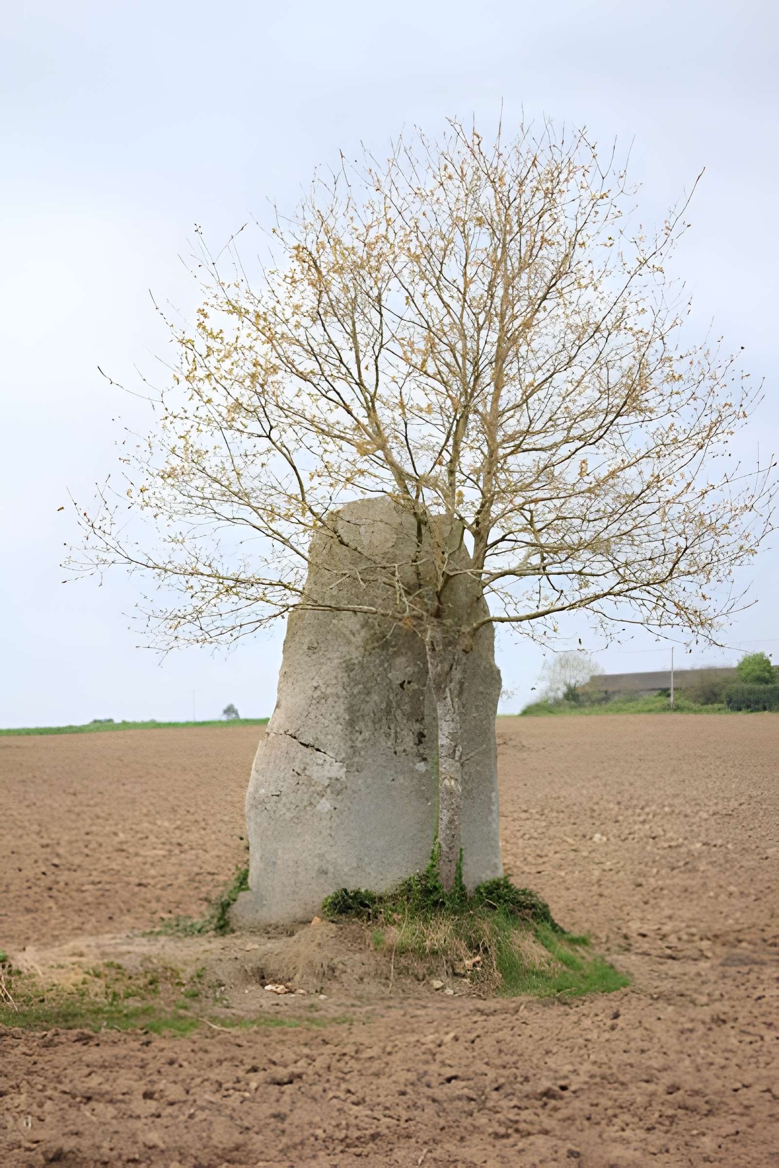 Menhirs de Kernars à Saint-Barthélemy