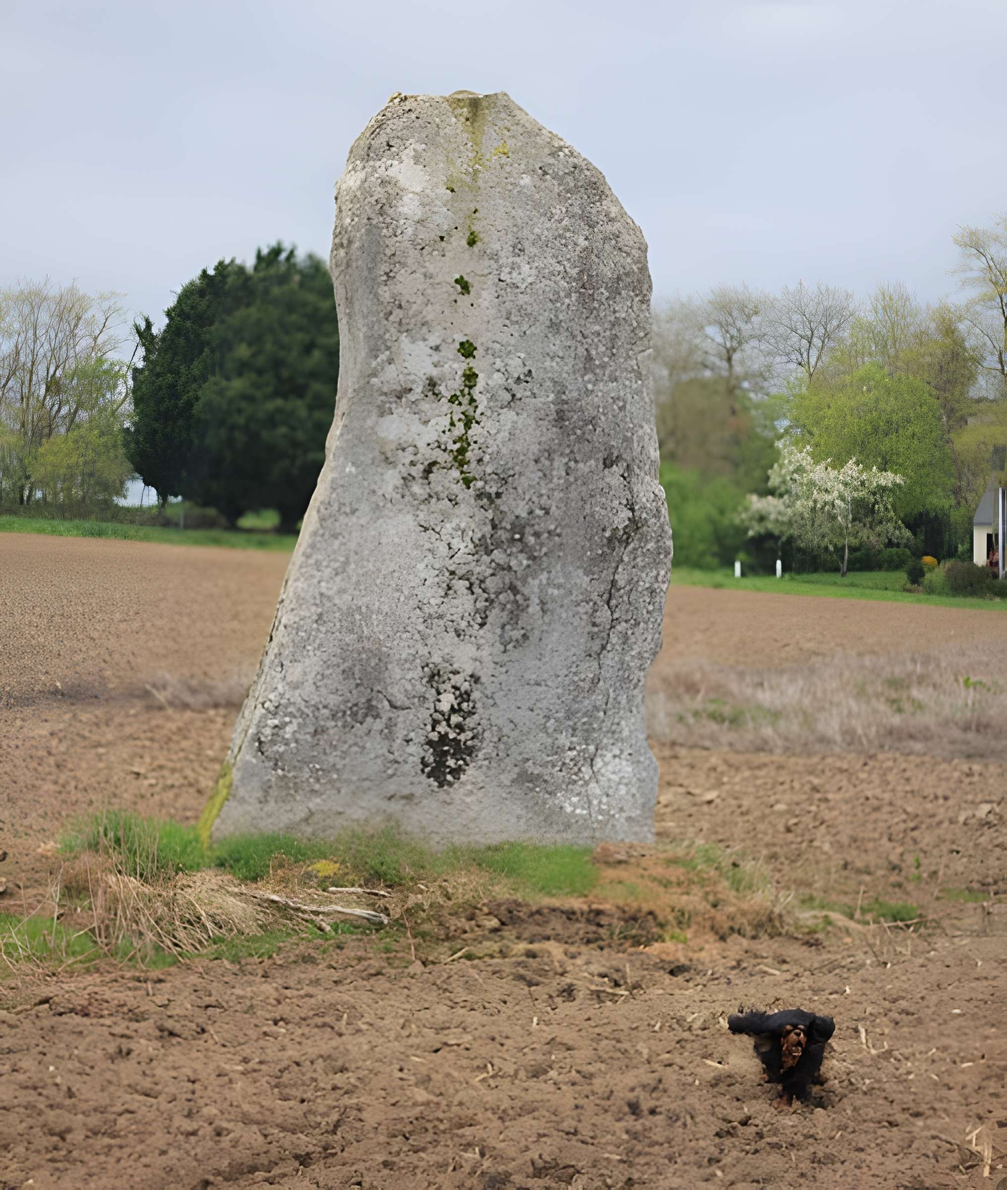 Menhirs de Kernars à Saint-Barthélemy