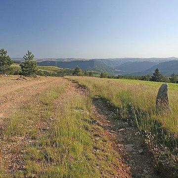 Menhirs constituant le premier groupe dit de la Fage