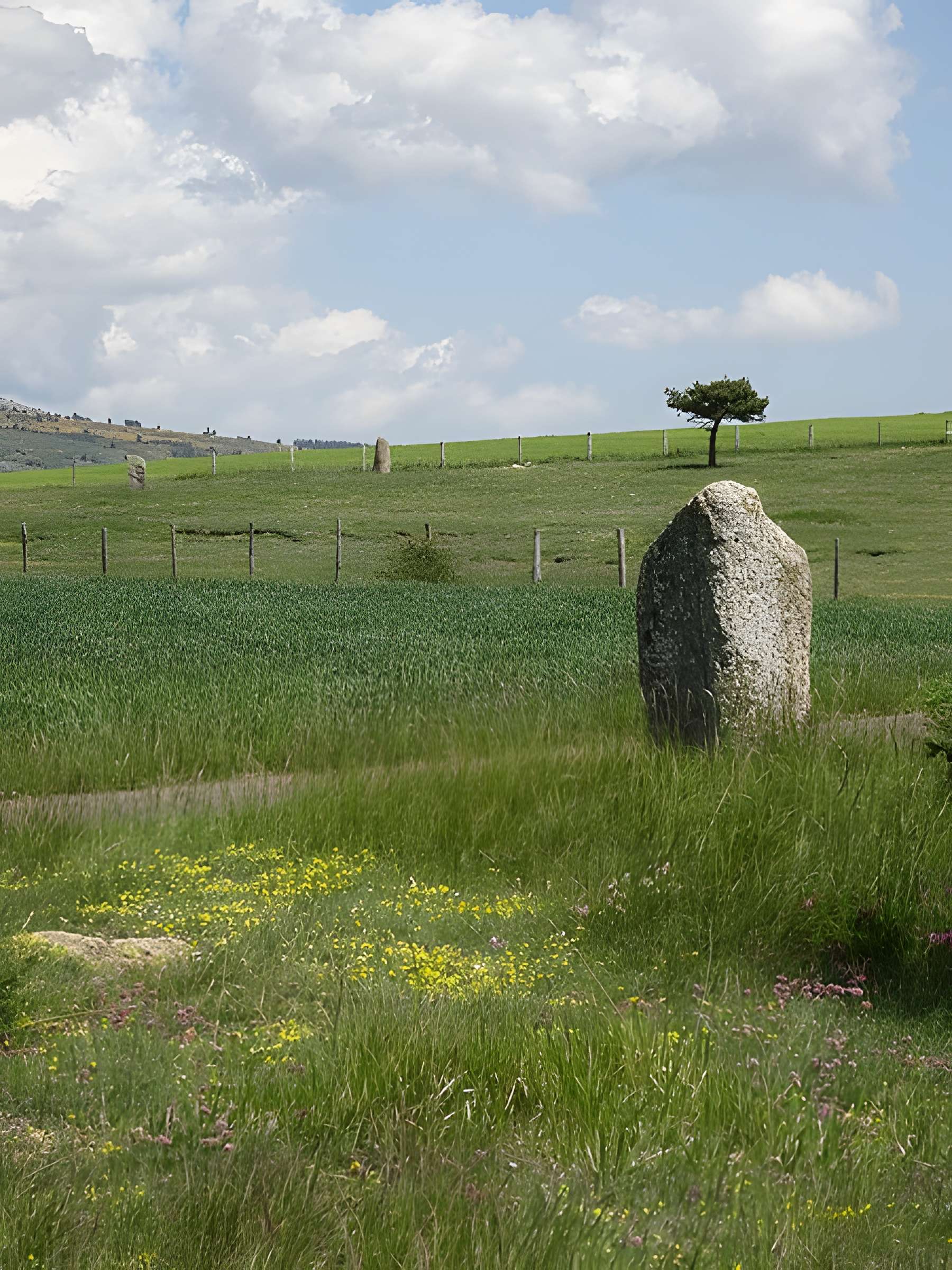 Menhirs constituant le premier groupe dit de la Fage