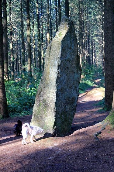 Photo de Menhirs de l'Étoile à Camors