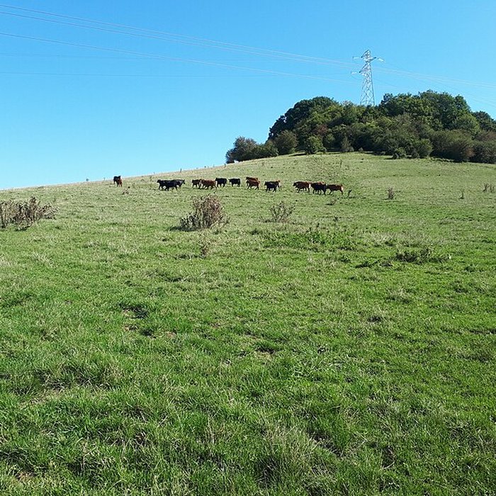 Photo de Motte castrale de Chaillon