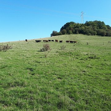 Motte castrale de Chaillon