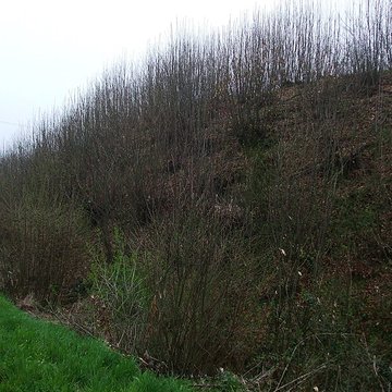 Mottes castrales du Mazaubrun à Chalus