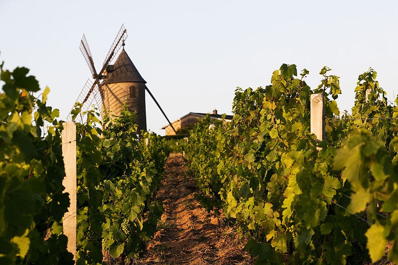 Photo de Moulin à vent de Romanèche-Thorins