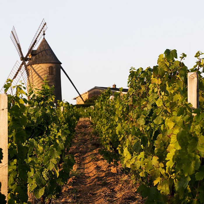 Photo de Moulin à vent de Romanèche-Thorins