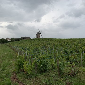 Moulin à vent de Romanèche-Thorins