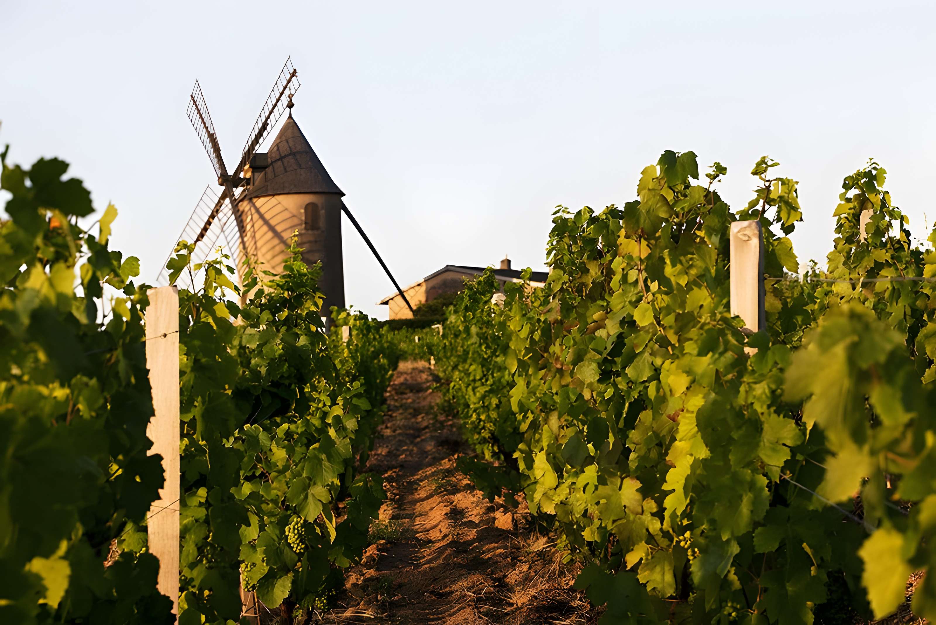 Moulin à vent de Romanèche-Thorins 